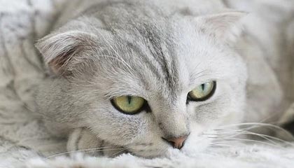 西甲-奥尔莫莱万破门加西亚献神扑 巴萨2-0西班牙人